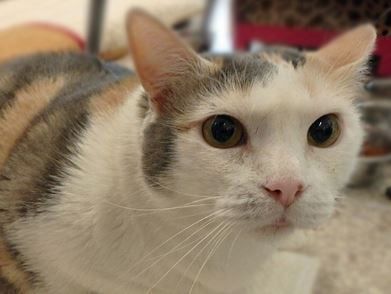 Adopt a friend: Missy